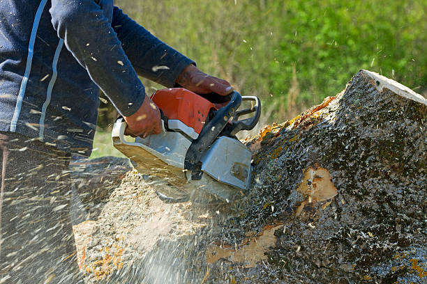 Best Commercial Tree Services  in Canton Valley, CT